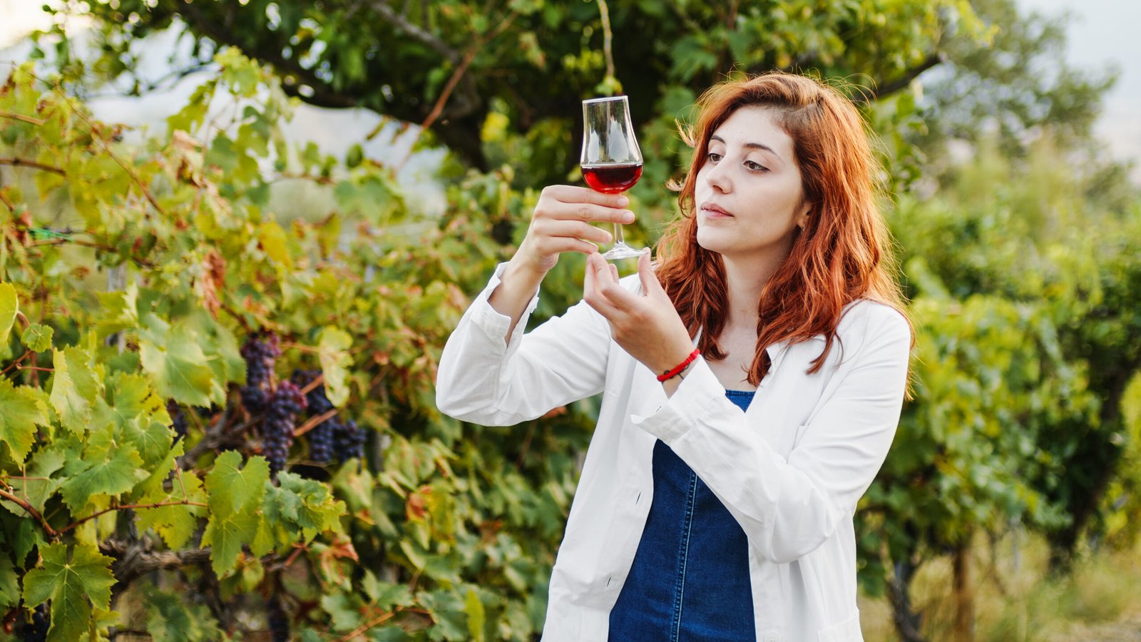 french wine